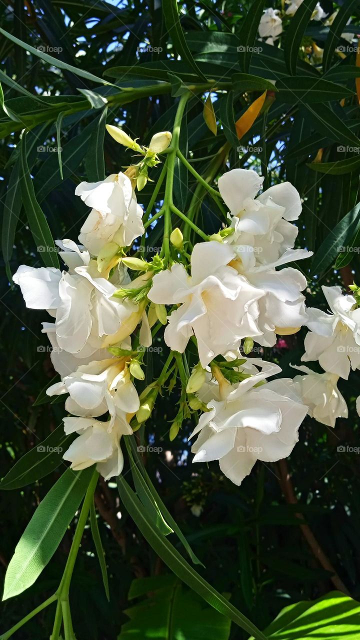 oleander white🤍