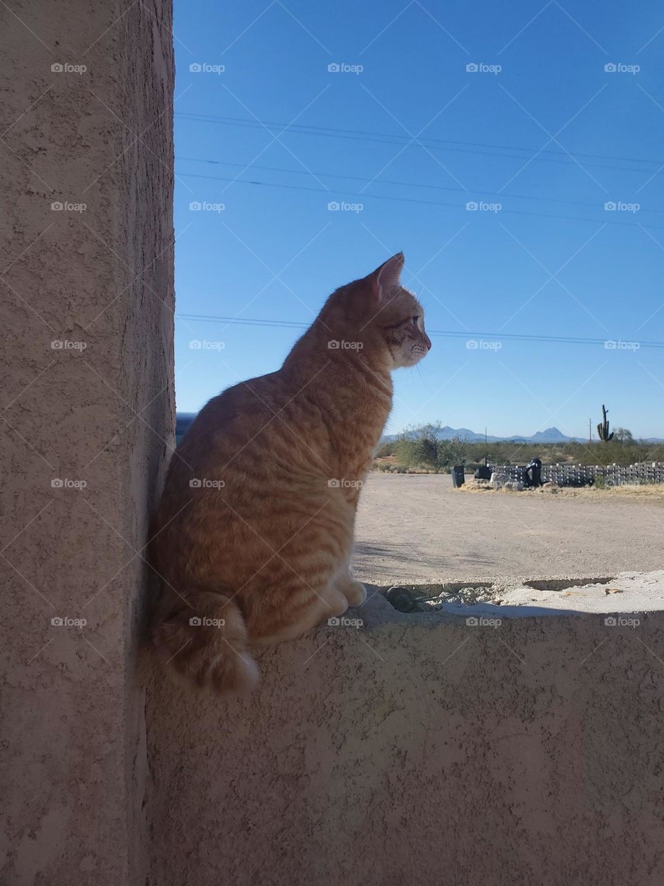 Orange Cat Against a Blue Sky