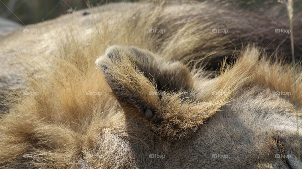 The ear of a me lion. Nice zoomed in shot on his ear is a tick. 