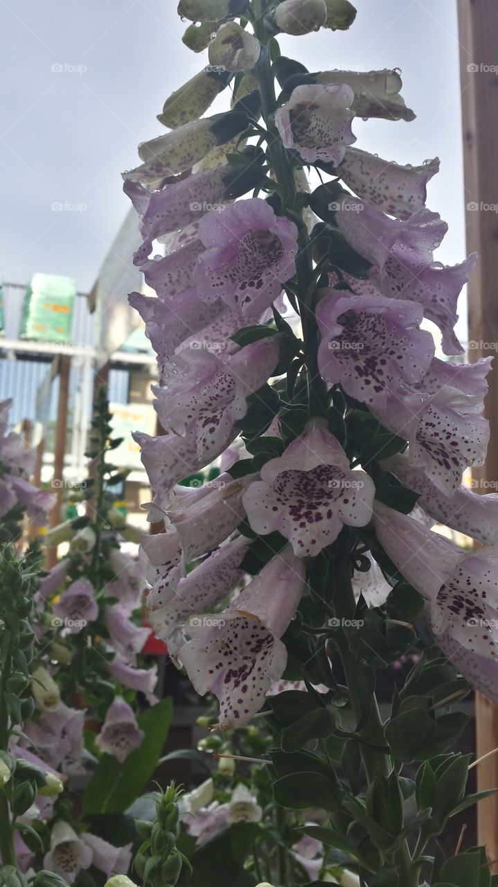 flowers purple to violet