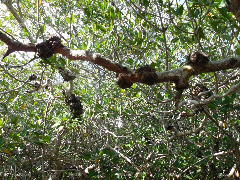 Knots in spring . Springtime 