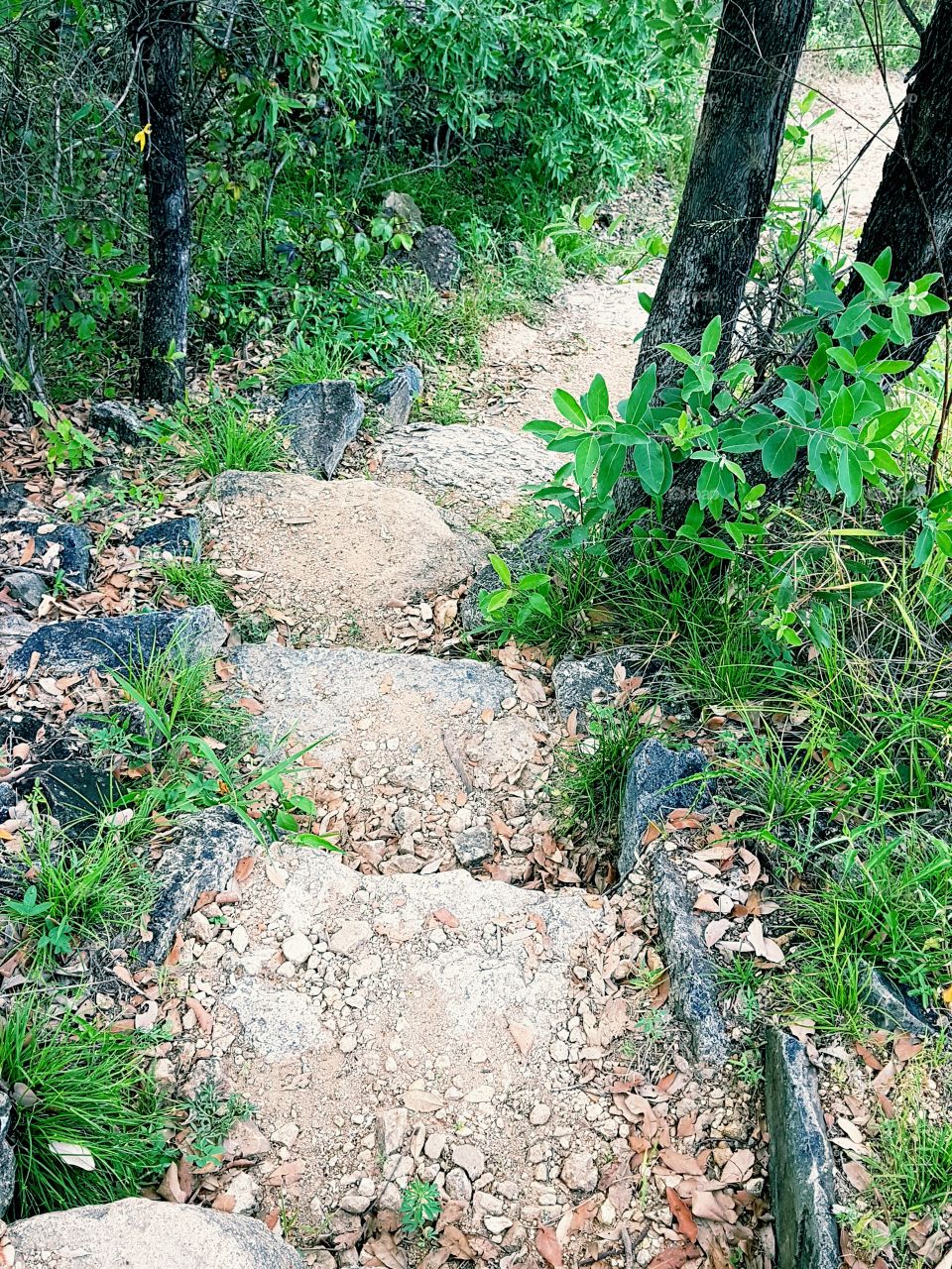 Follow the trail