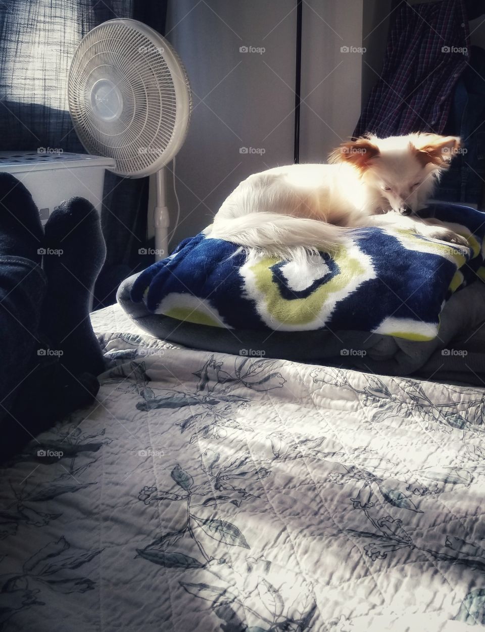Tiny White Dog Laying on Folded Blanket