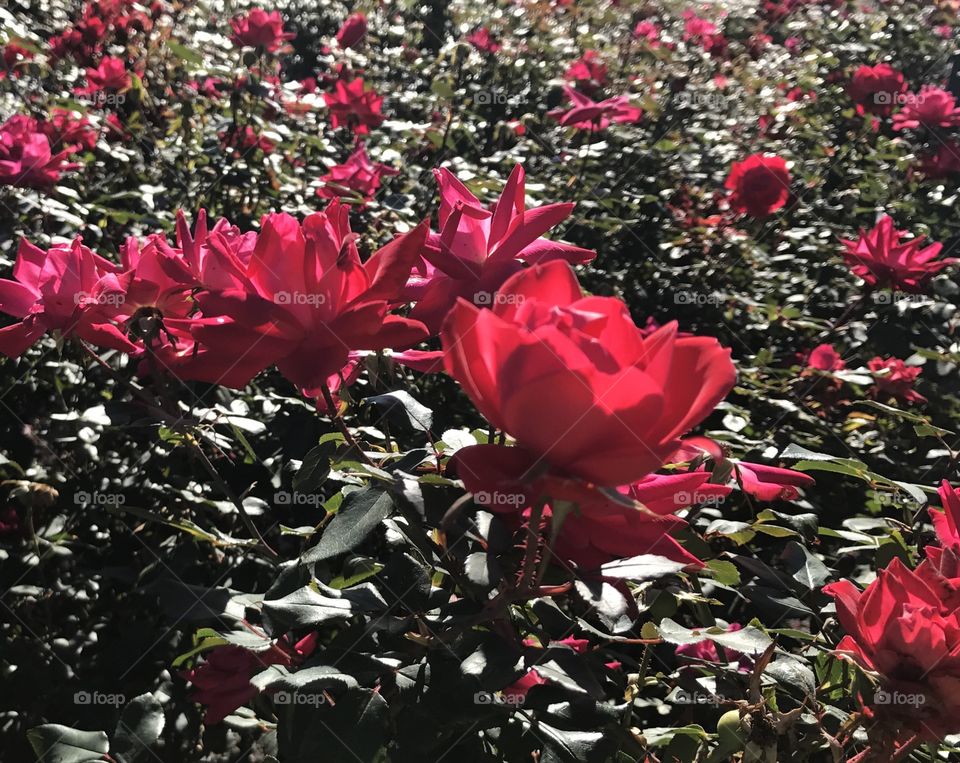 Red rose flowers growing in field