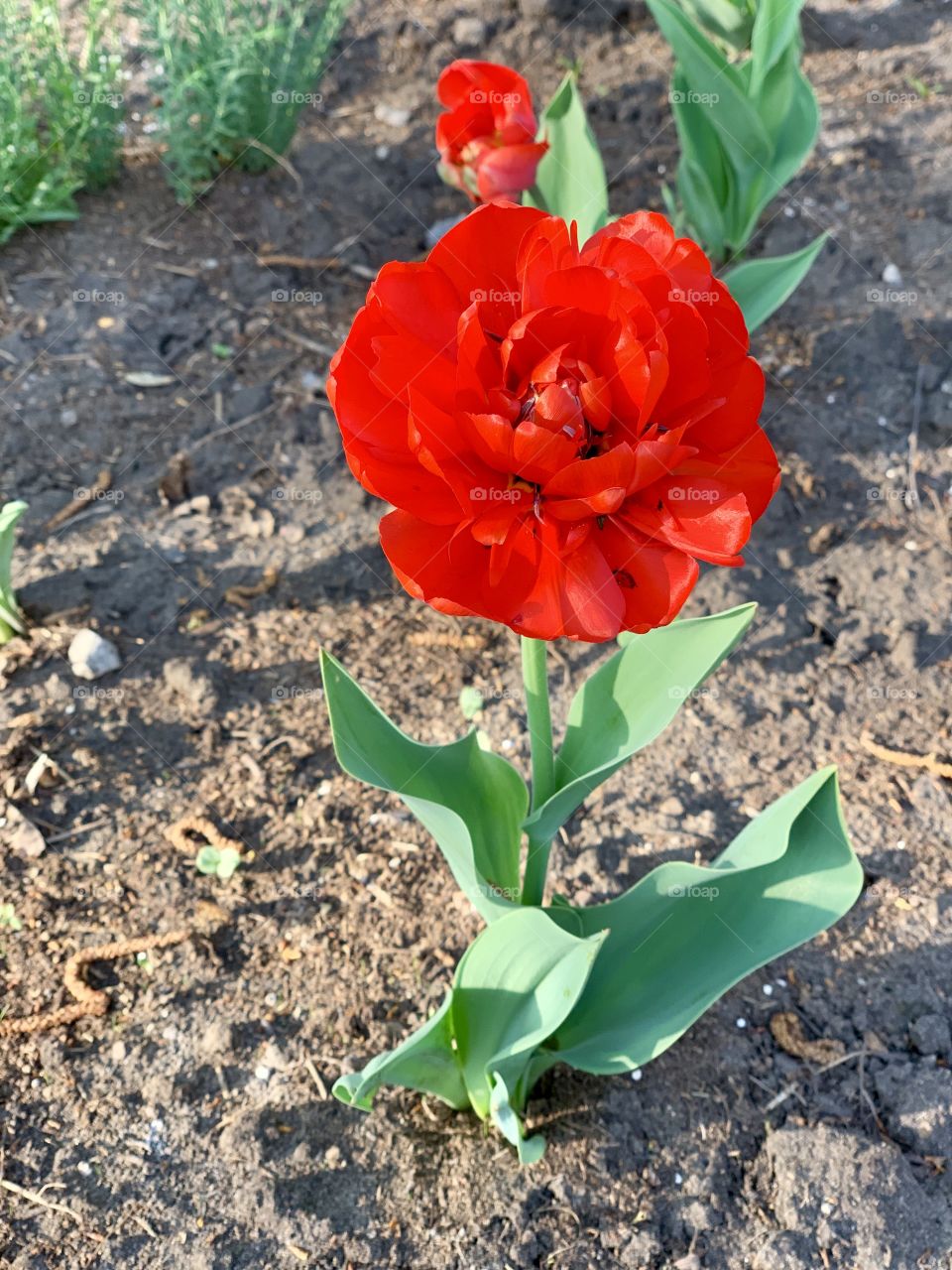 first flowers in my flowerbed - tulips