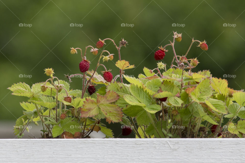 Growing wild strawberries 