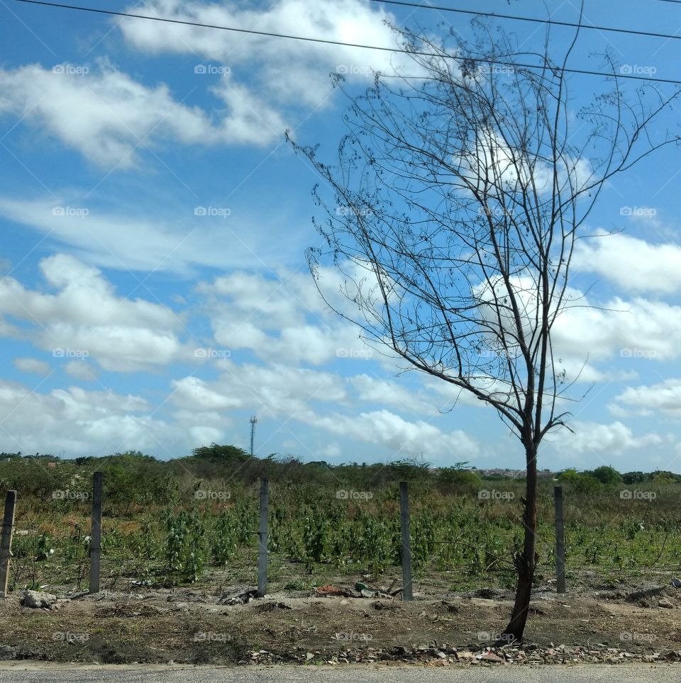 Green field against cloudy sky
