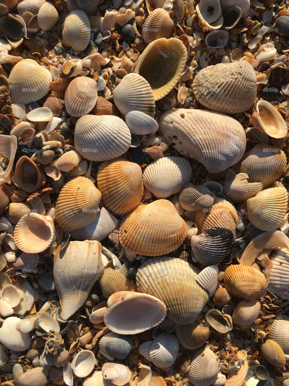 Full frame of sea shells