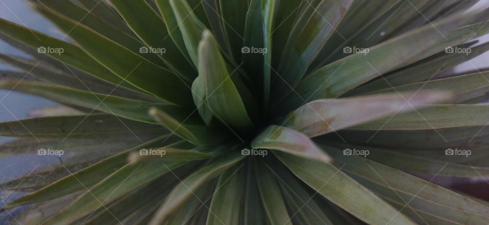 yucca plant