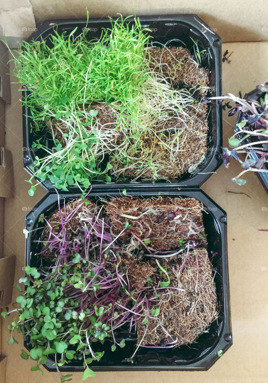 Growing microgreen.