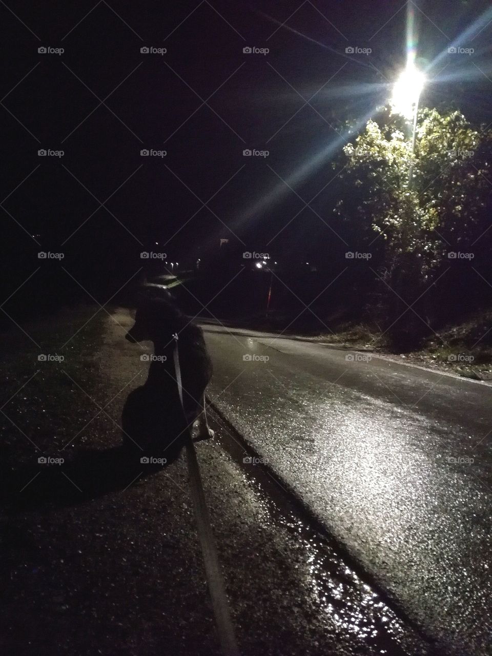 My dog in the night walk