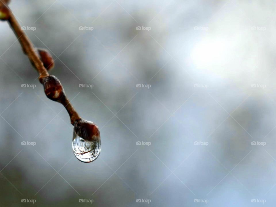 Raindrop on a branch 