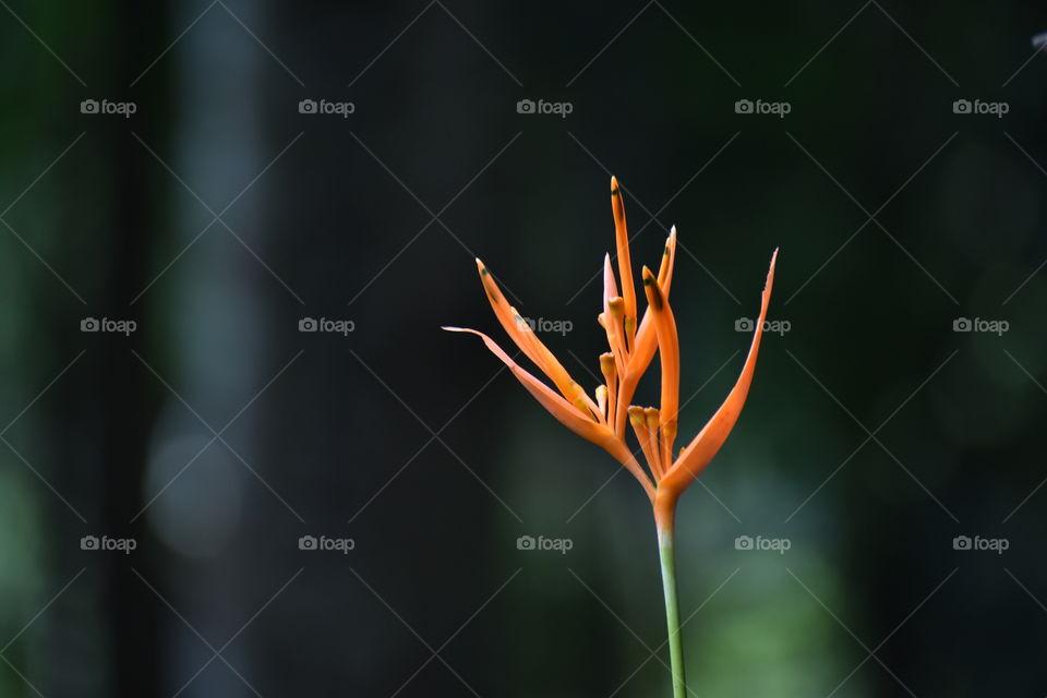 orange coloured flower like leaf beauty
