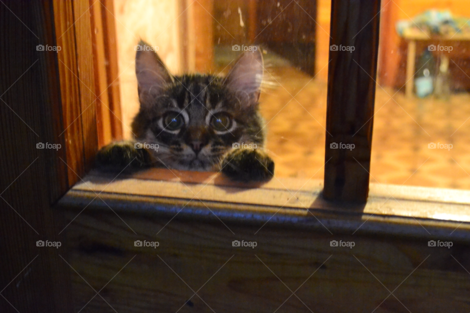 cat curious animal pet by lanocheloca