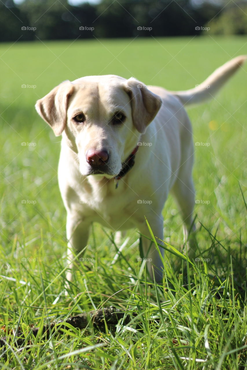 Portrait of a white dog standing