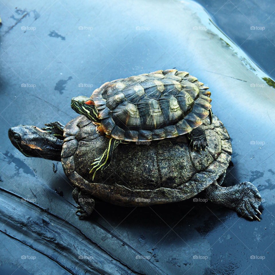 Turtle on top of a turtle