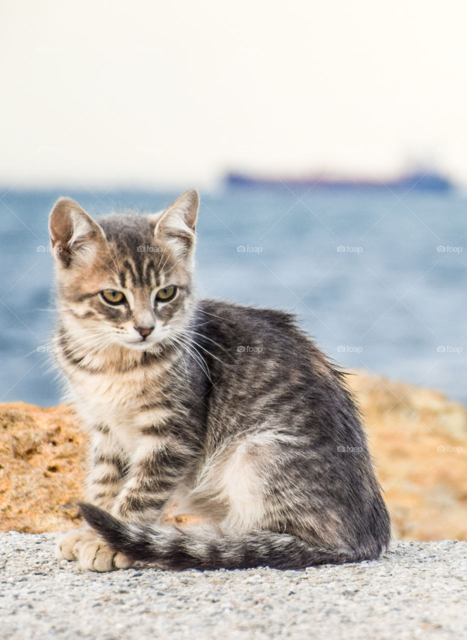 Cat At The Port
