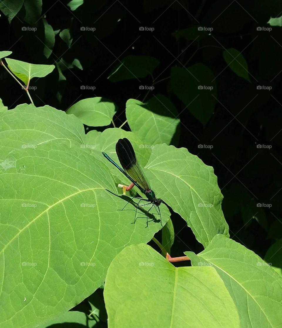 dragon fly on a rather large leaf
