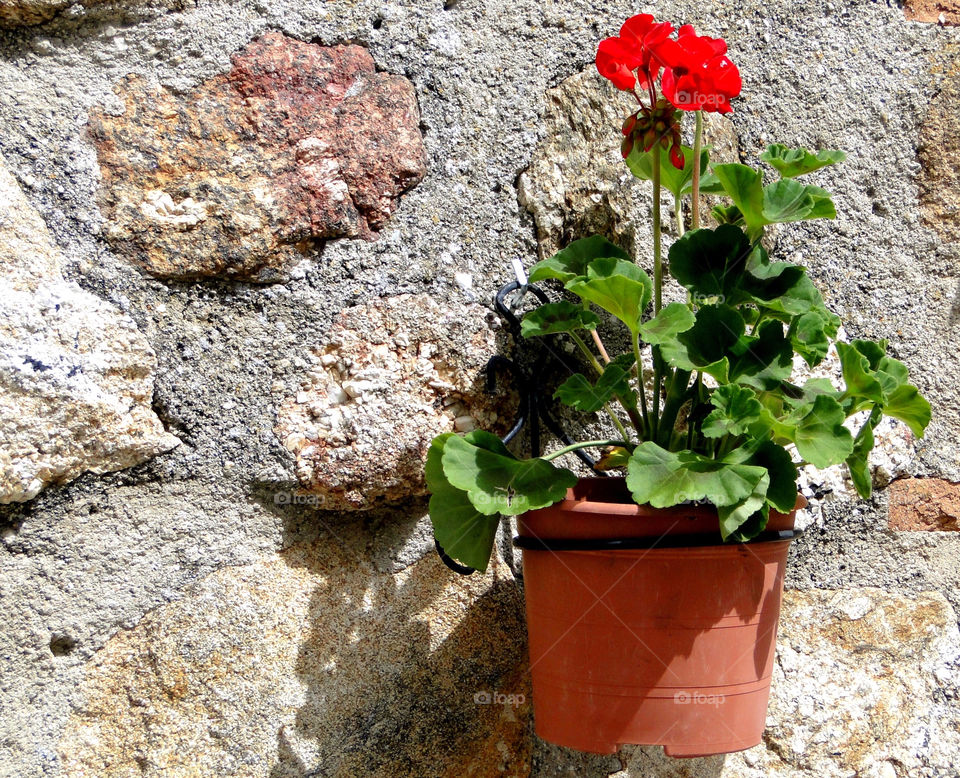 Red geranium 