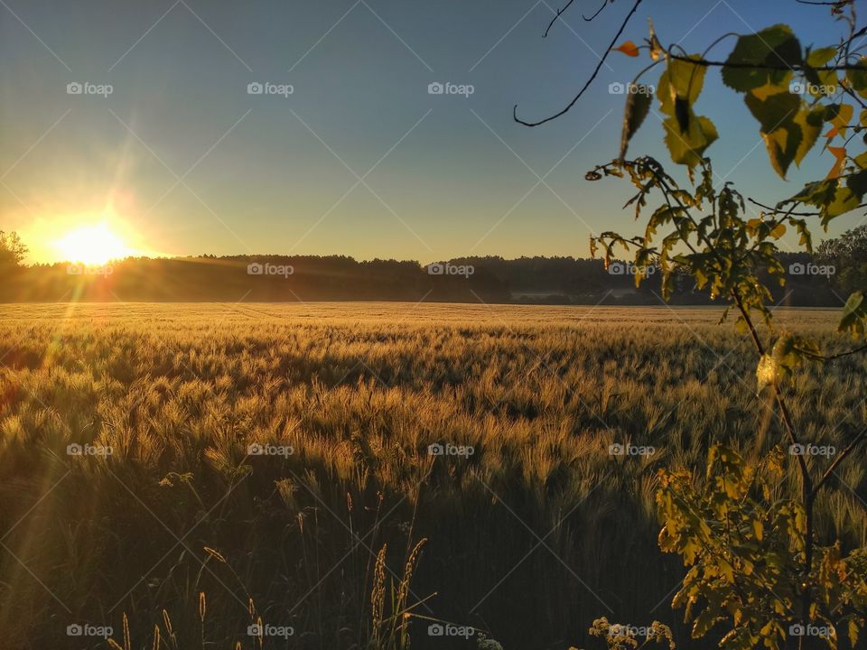 sunset over the field