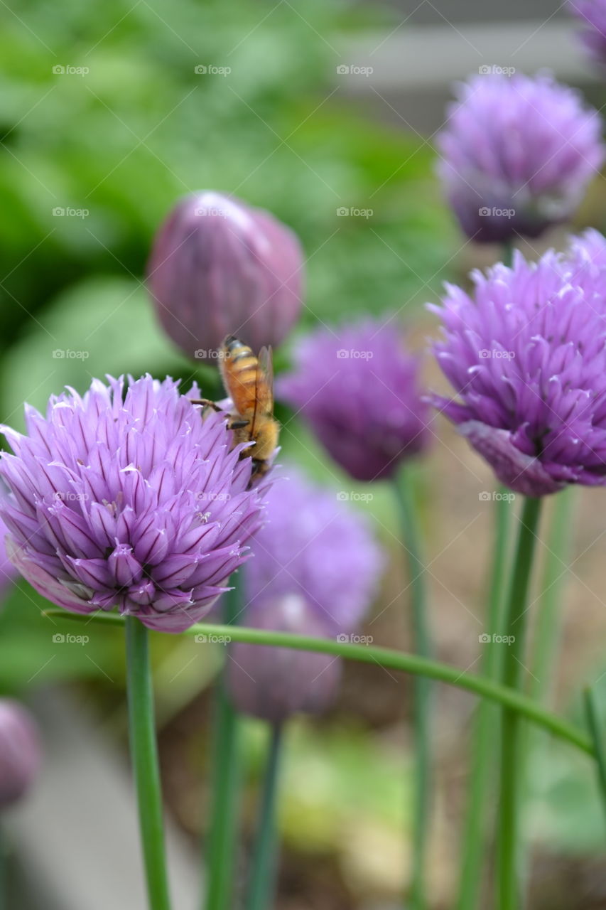 Honeybee collecting pollen from onion chives.
