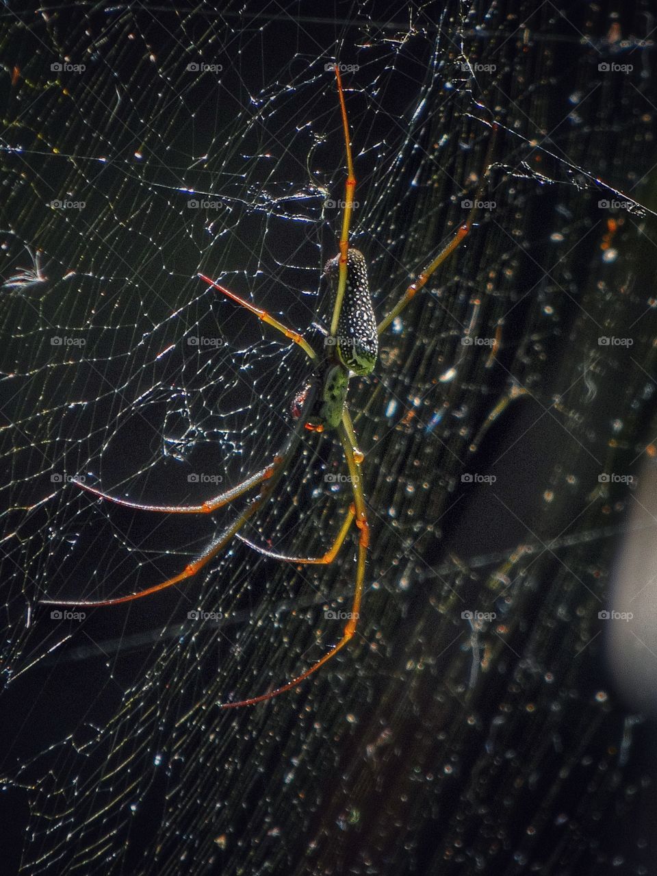 closeup spider