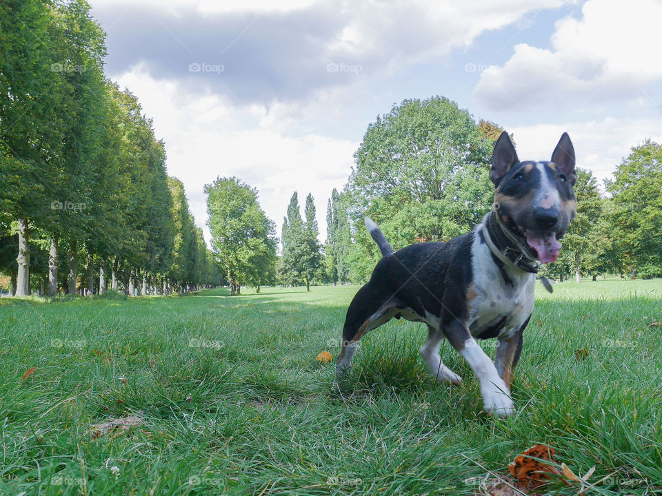 Happy dog : Scarlet du MAS des rêves 