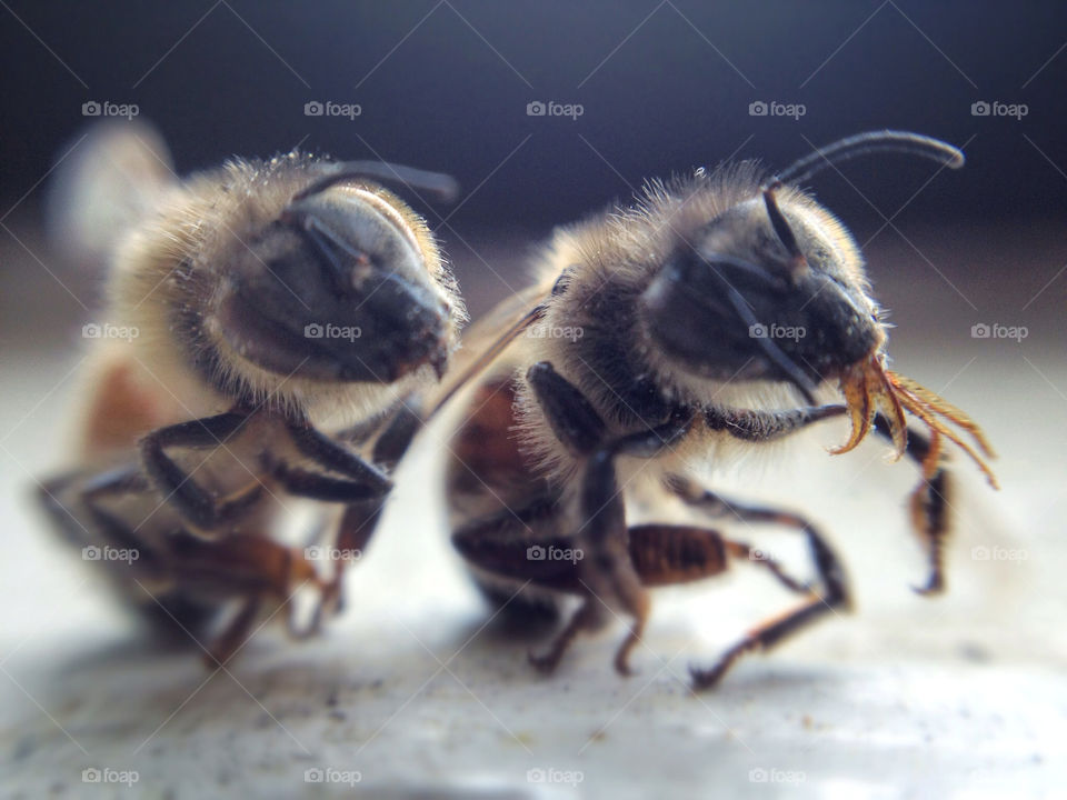 macro insects bugs friends by addisonm11