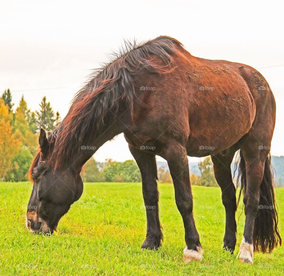 Grasing horse 