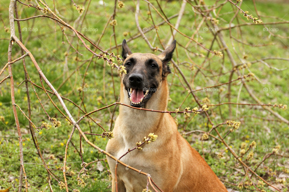 Spring malinois