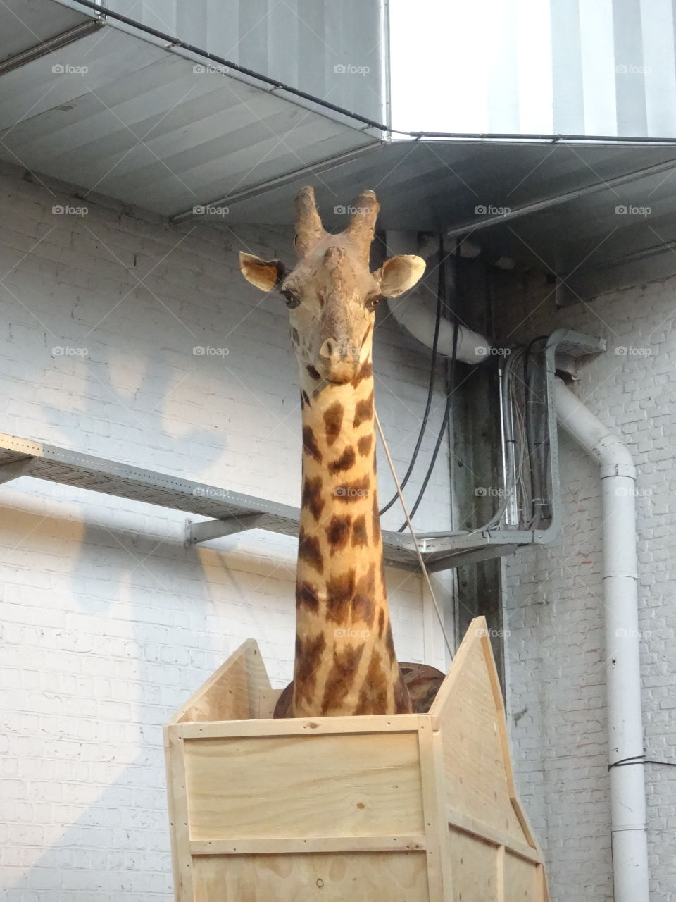 giraffe in a box