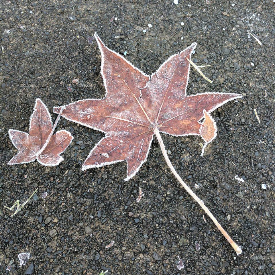 Leaf, Fall, Nature, No Person, Maple
