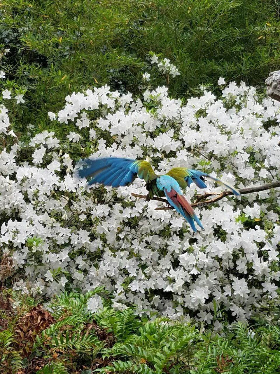colorful parrot among the white azaleas