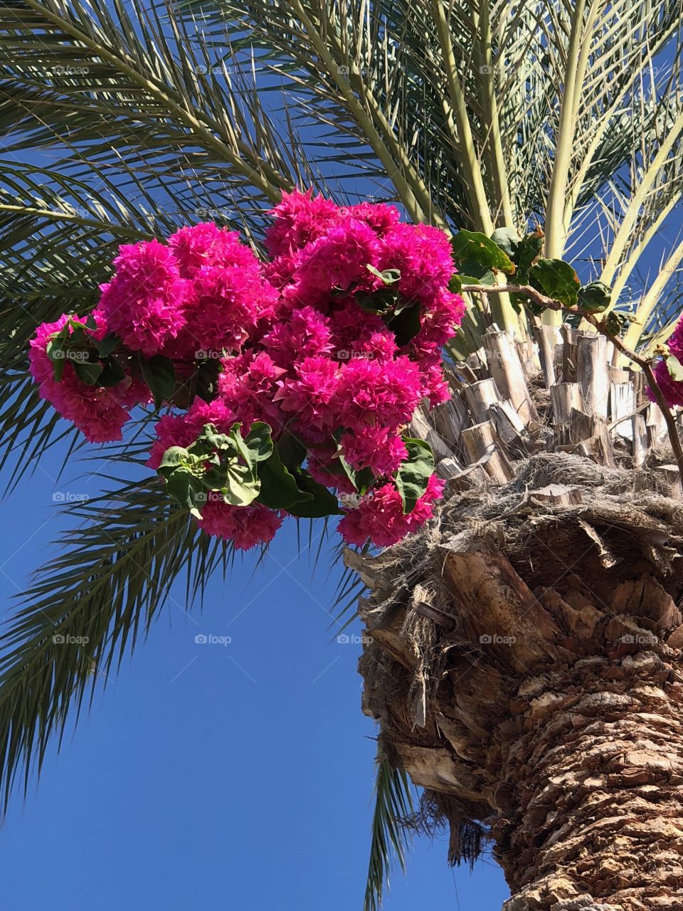 Double bougainvillea 