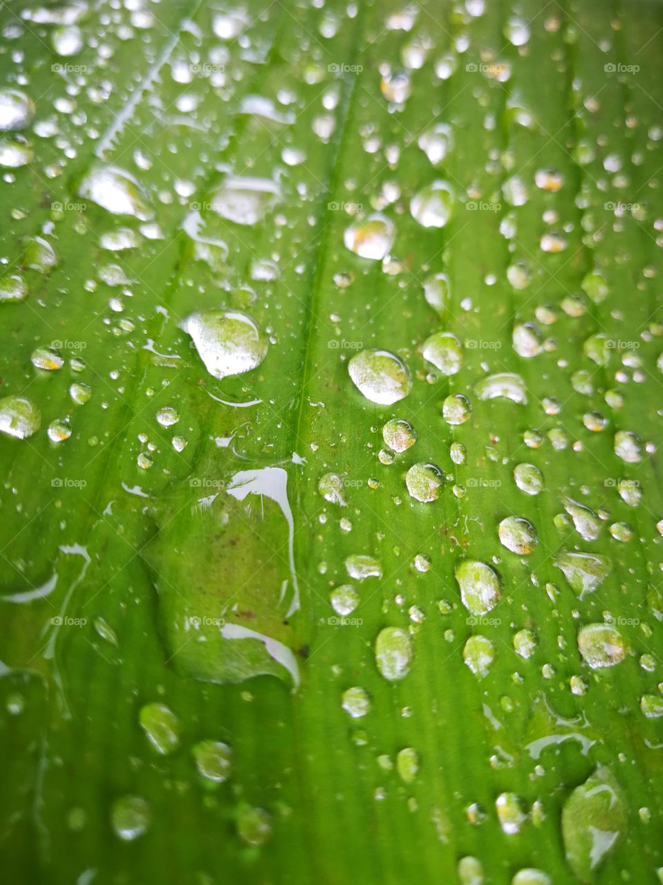 Green banana leaf with water drop.