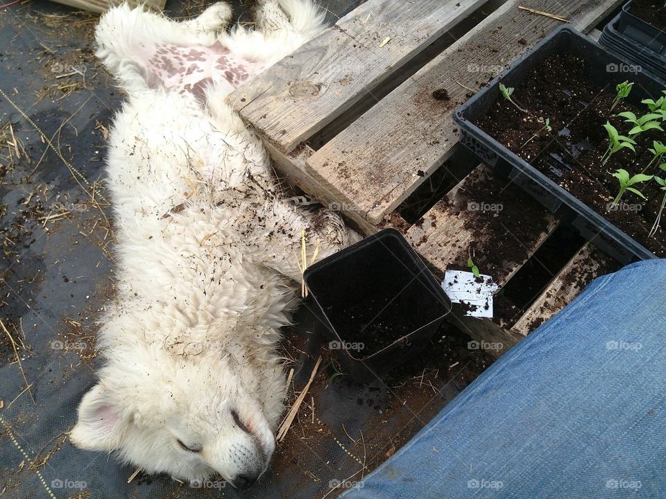 This Great Pyrenees puppy couldn’t go without getting pets, even if it meant interrupting plant potting and getting dirty. 