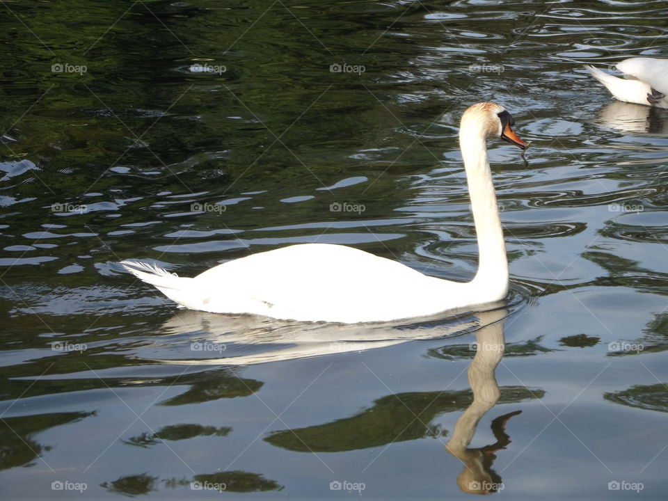 Elegant Swan