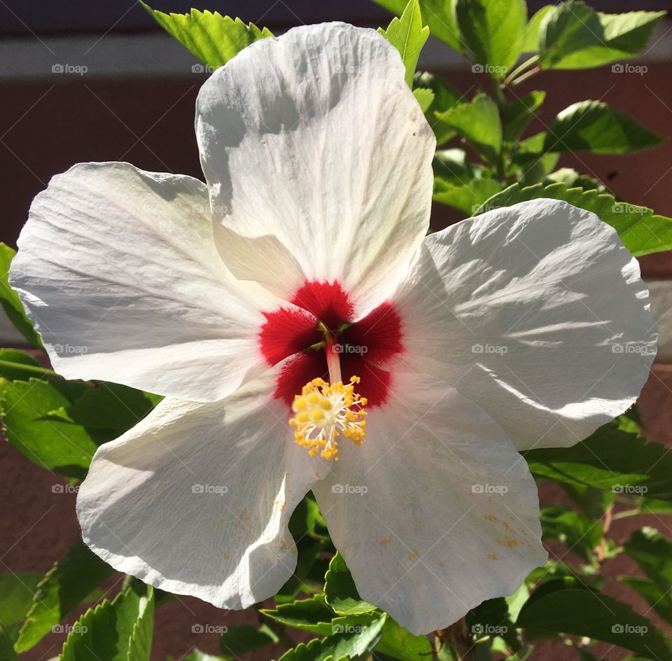 Beautiful flowers 