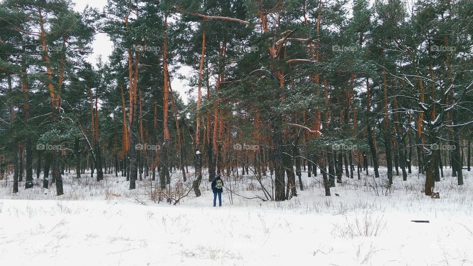 magical winter forest