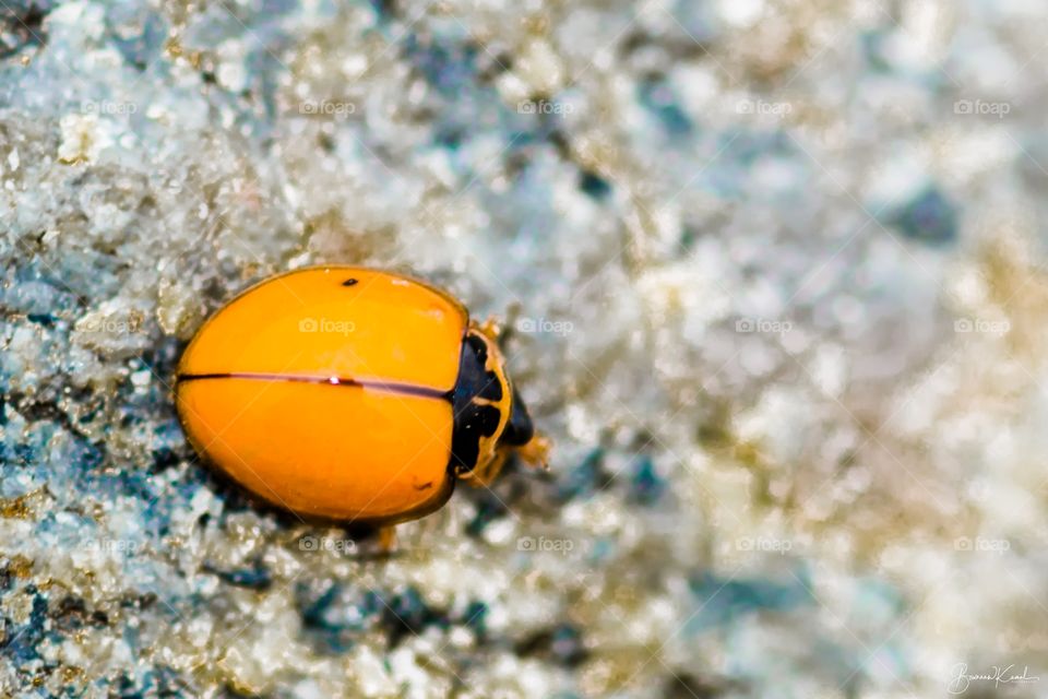 Coccinellidae Beetle_Poompuhar_India