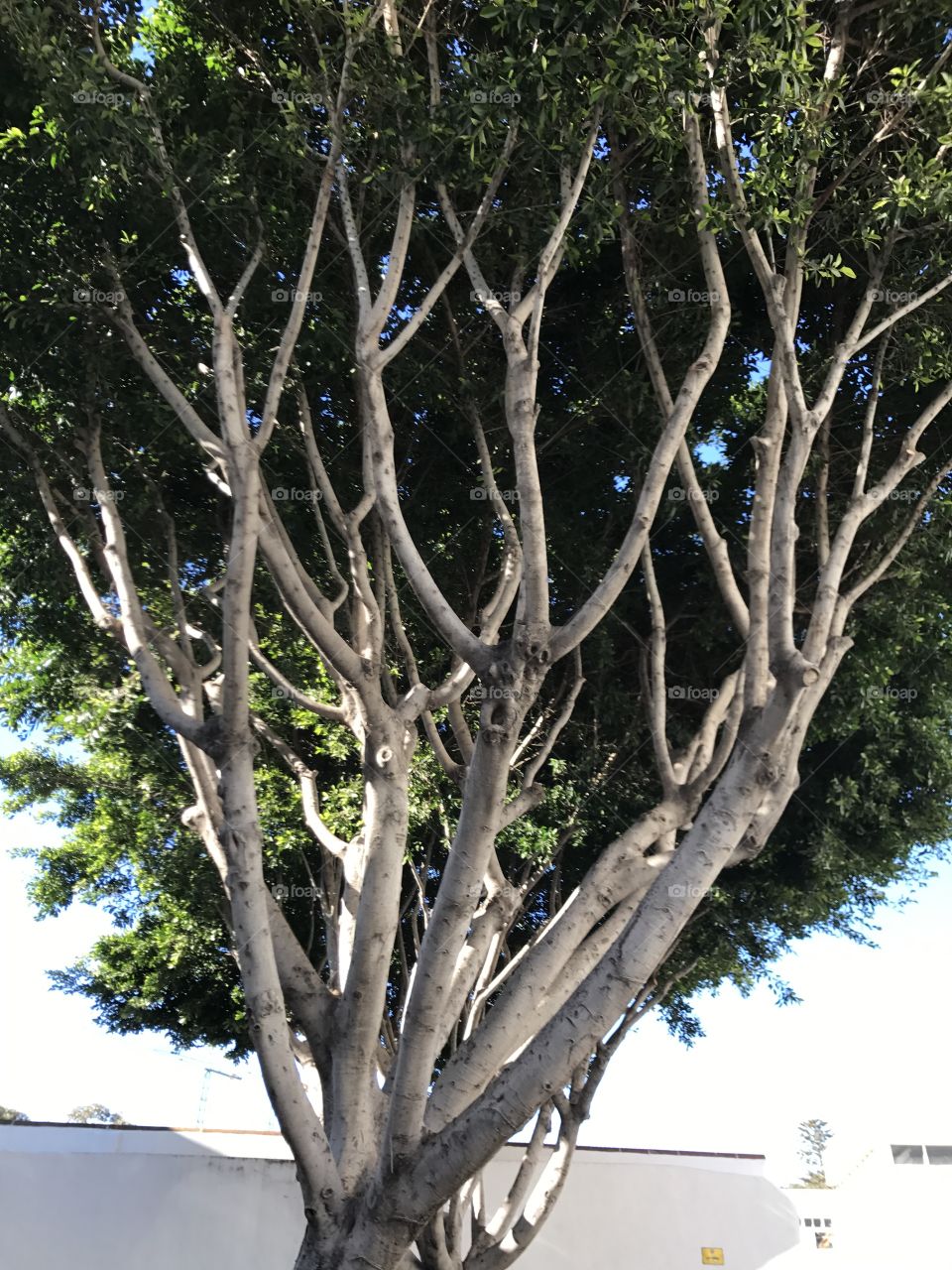 Tree-roots-branches-leaves