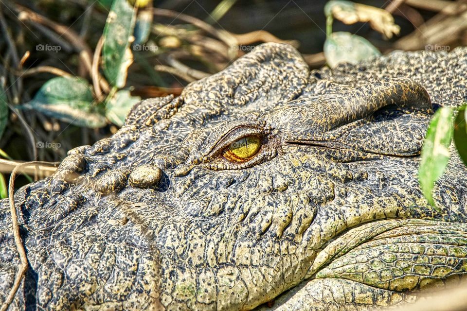 Salt water Crocodile eye