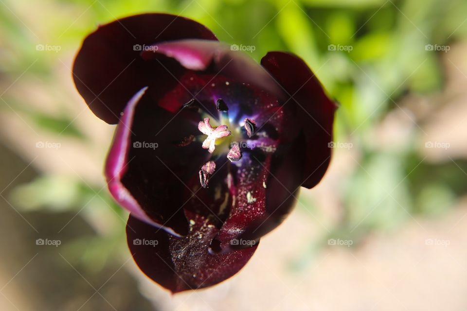 Dark purple tulip