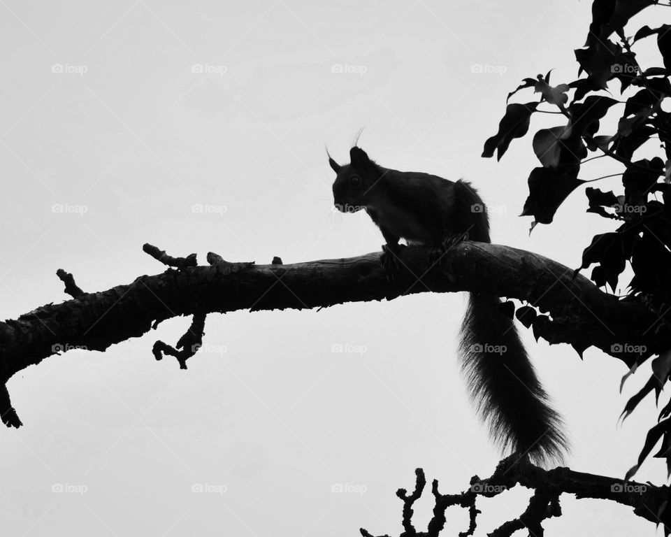 Squirrel