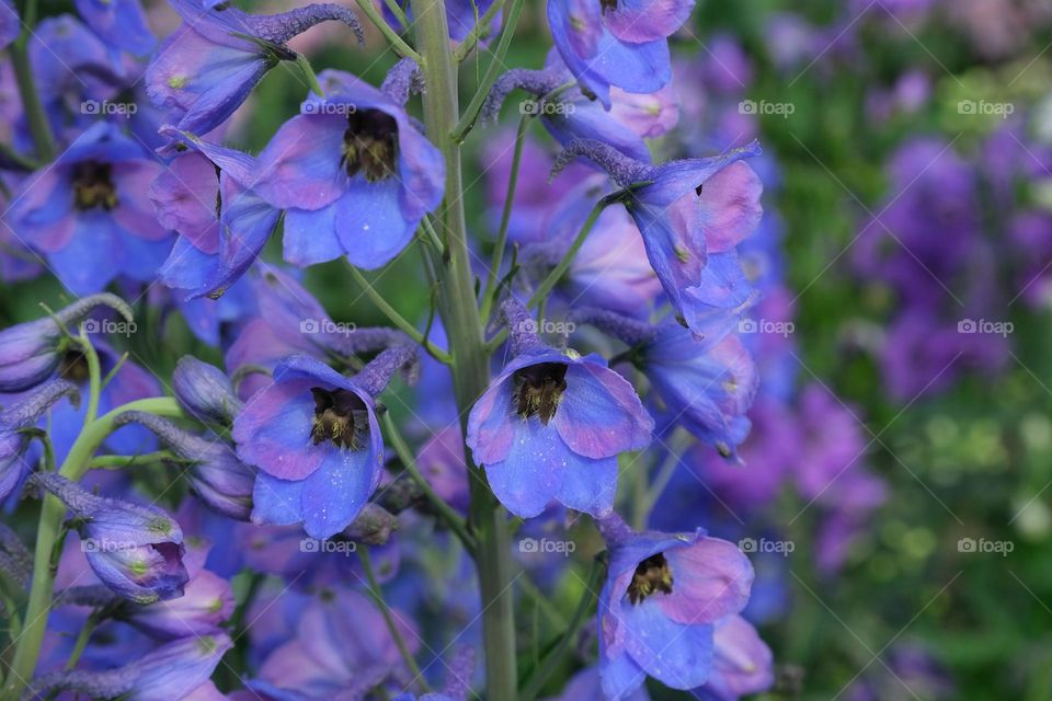 beautiful purple flower in a garden