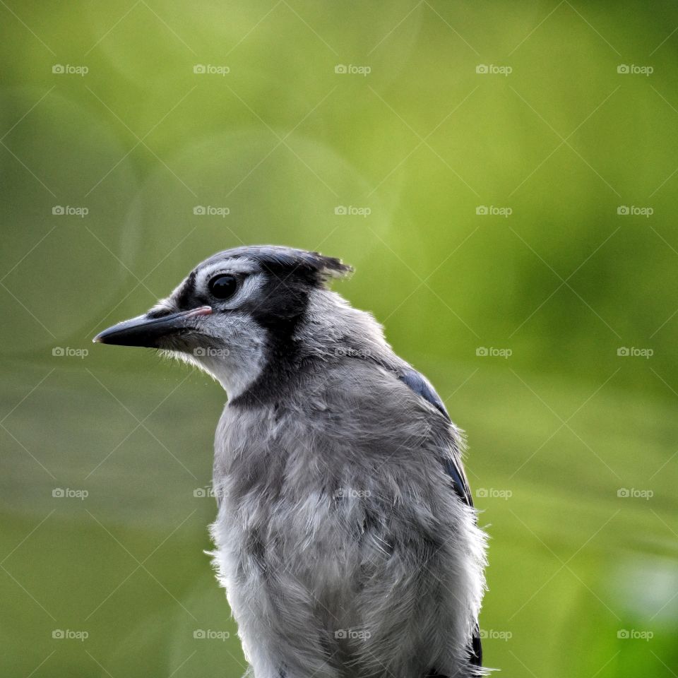 A smiling Jay