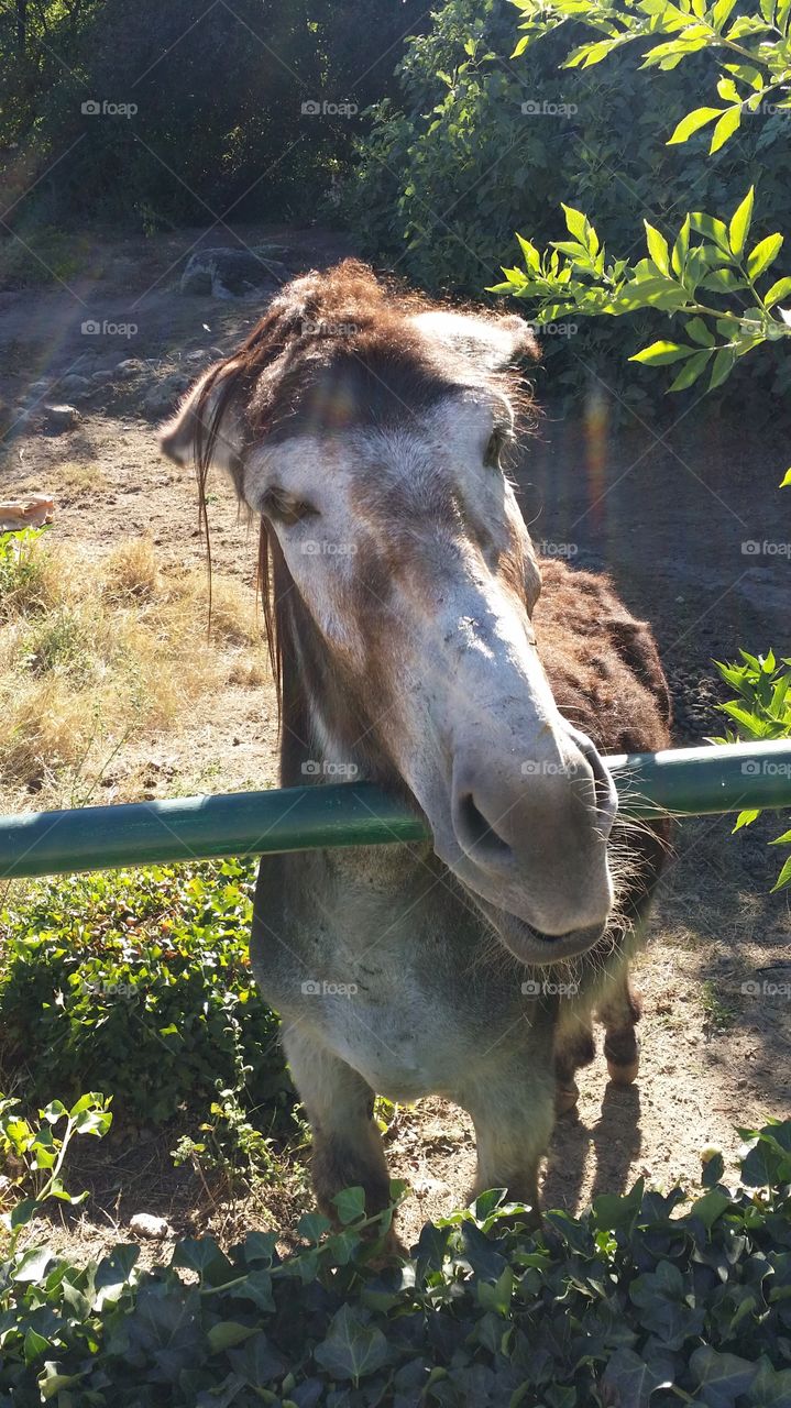 Giant Donkey Manolo🐴