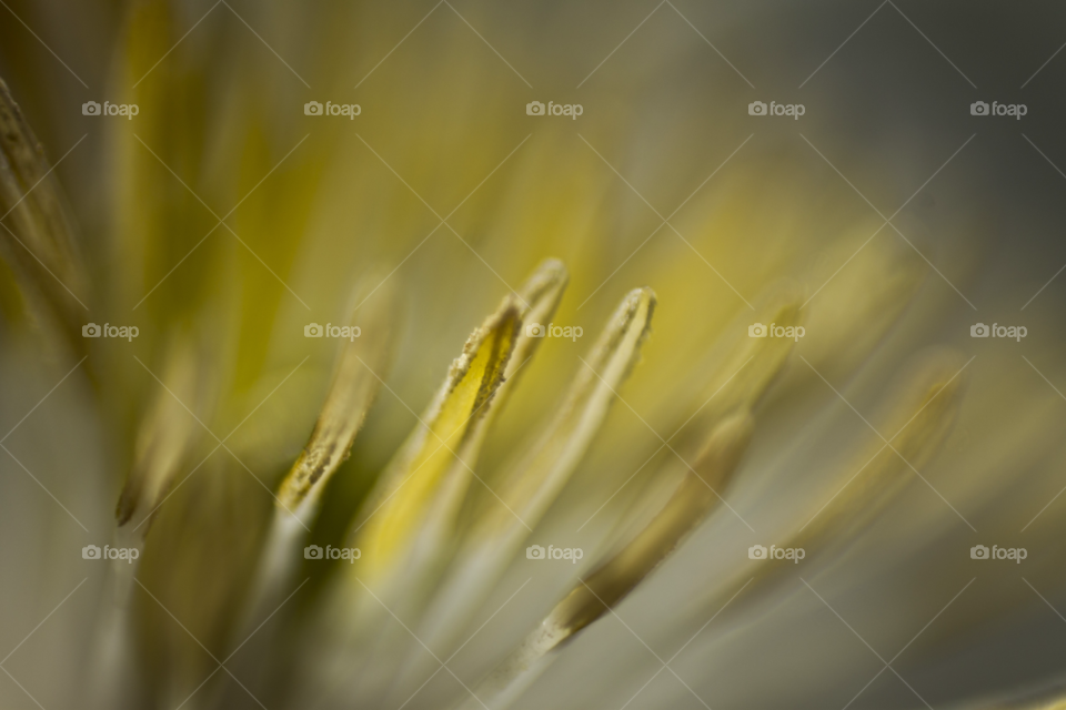 light yellow pollen flower by gregmanchester