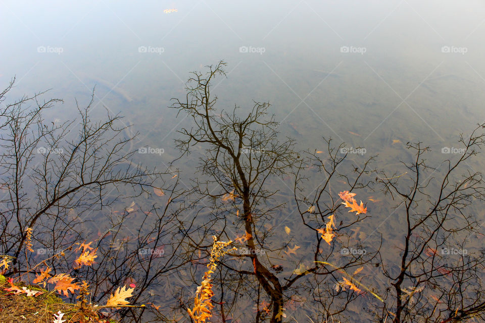 Last Leaves - Colorful Leaves on a Pond and the Reflection of the Trees that Lost Them