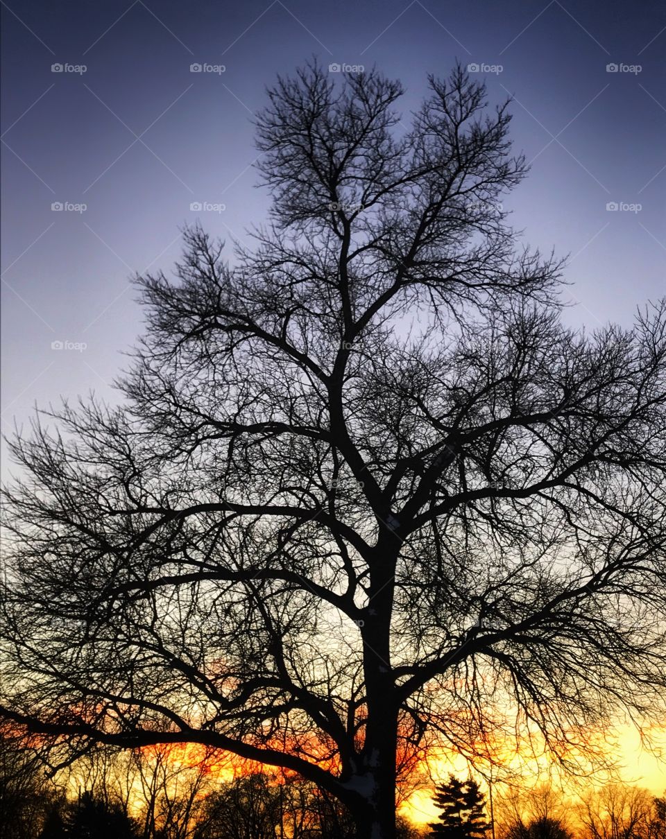 Winter sunset behind the trees—taken in Dyer, Indiana 